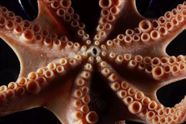 Photo of Octopus rubescens by James Cosgrove